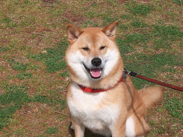 はなこちゃん1.jpg